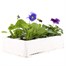 Pansy F1 Sweet Light Mix 6 Pack Boxed Bedding Alternative Image3